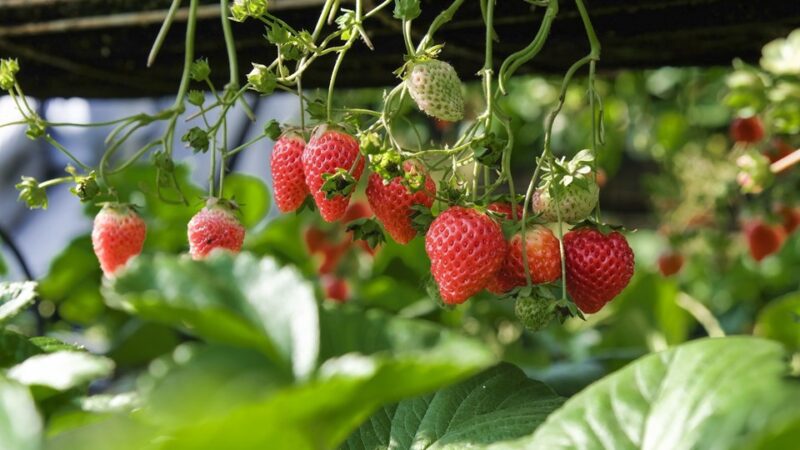 Capacitação sobre cultivo semi-hidropônico de morango é realizada em Domingos Martins