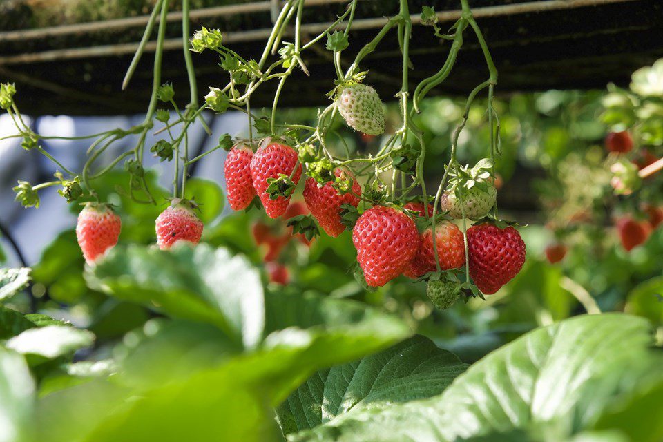 Capacitação sobre cultivo semi-hidropônico de morango é realizada em Domingos Martins