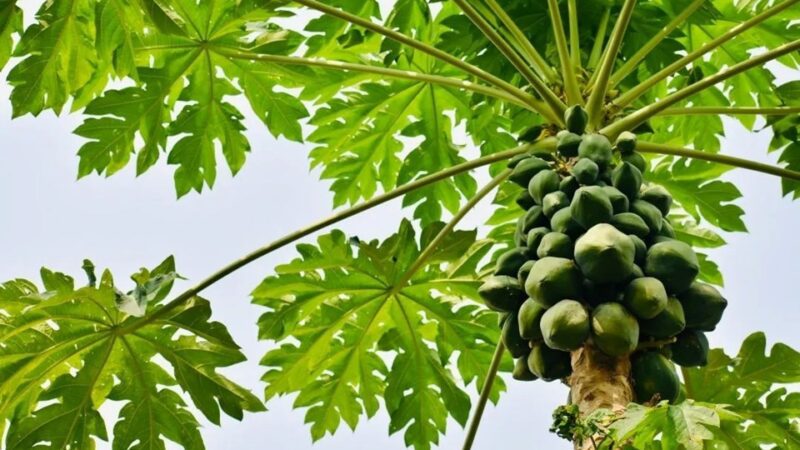 Espírito Santo Lidera a Produção e Exportação de Mamão no Brasil