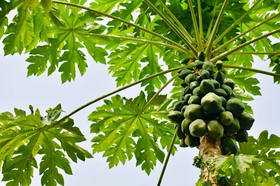 Espírito Santo Lidera a Produção e Exportação de Mamão no Brasil