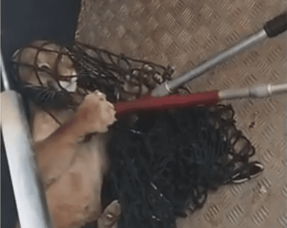 Onça-parda é resgatada após circular por ruas do Centro de Iconha