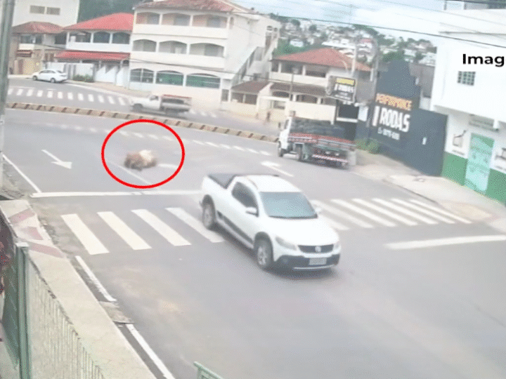 Vacas caem de picape em movimento e caso levanta suspeita de furto em Nova Venécia