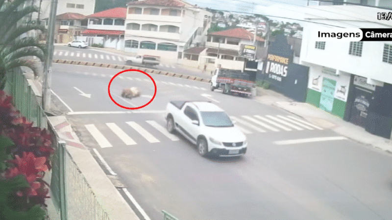 Vacas caem de picape em movimento e caso levanta suspeita de furto em Nova Venécia