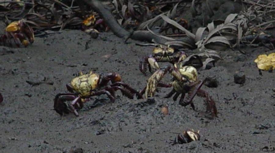 Período de proteção do caranguejo-uçá tem início no domingo (4)
