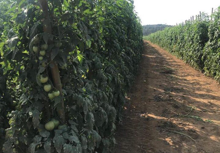 Vila Velha se destaca na produção de tomates que abastecem três estados brasileiros