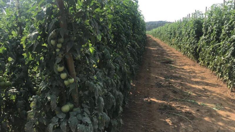 Vila Velha se destaca na produção de tomates que abastecem três estados brasileiros