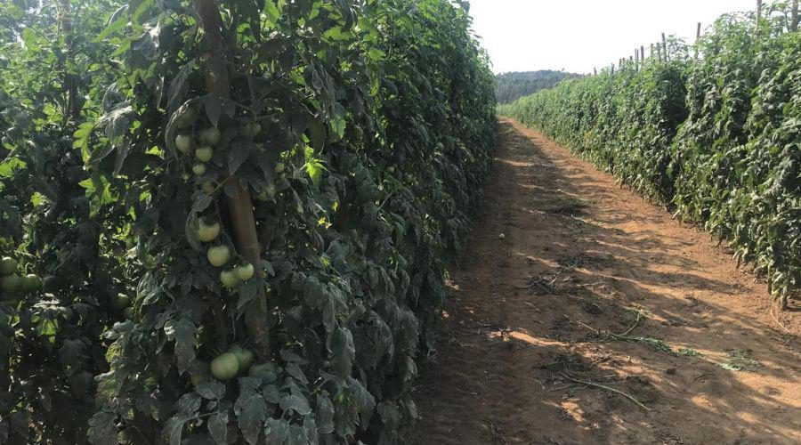 Vila Velha se destaca na produção de tomates que abastecem três estados brasileiros