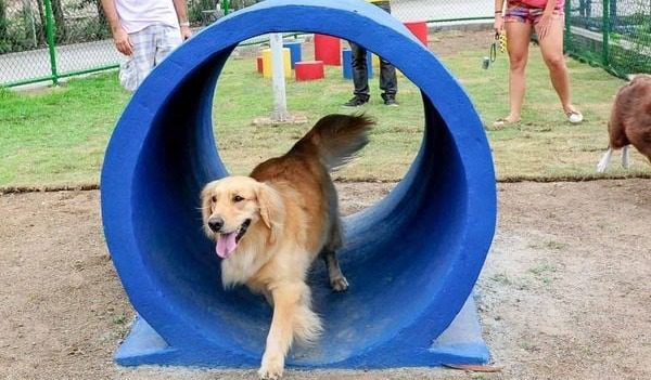 Reformas no Espaço Canino: Cãezinhos Ganharão Novas Áreas de Diversão no Pet Park
