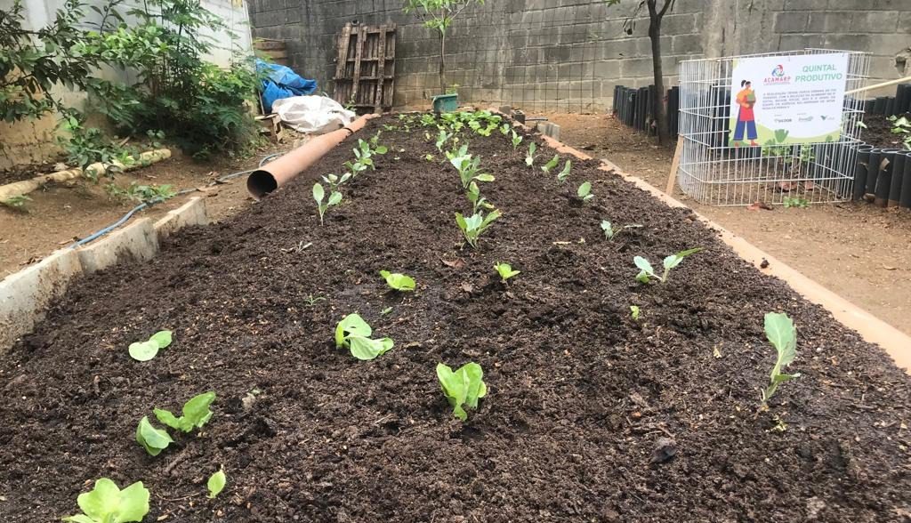 Troca consciente: Catadores de Cariacica estreiam horta para trocar hortaliças sem agrotóxicos por recicláveis