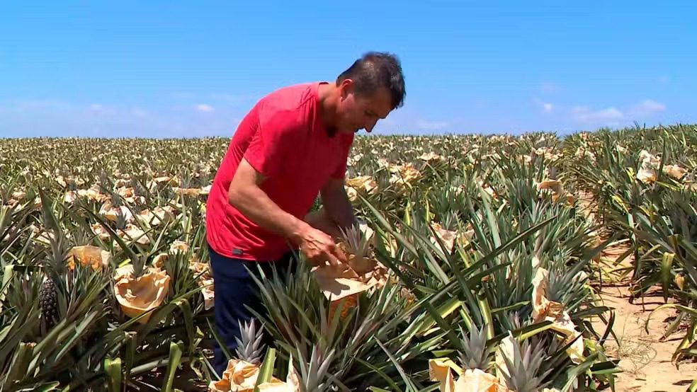 Agricultores protegem abacaxis do calor em Marataízes, sul do estado