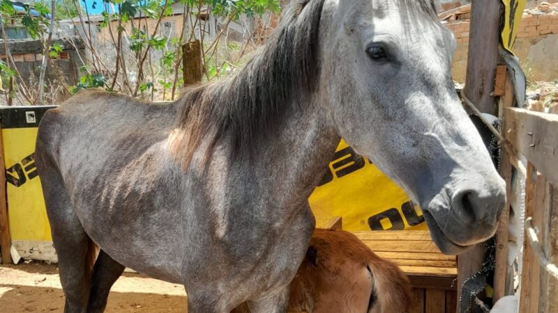 Resgate animail em Viana: Programa de bem-estar animal, “É o Bicho!” e a Guarda Civil regataram égua vivendo em situação de maus-tratos.