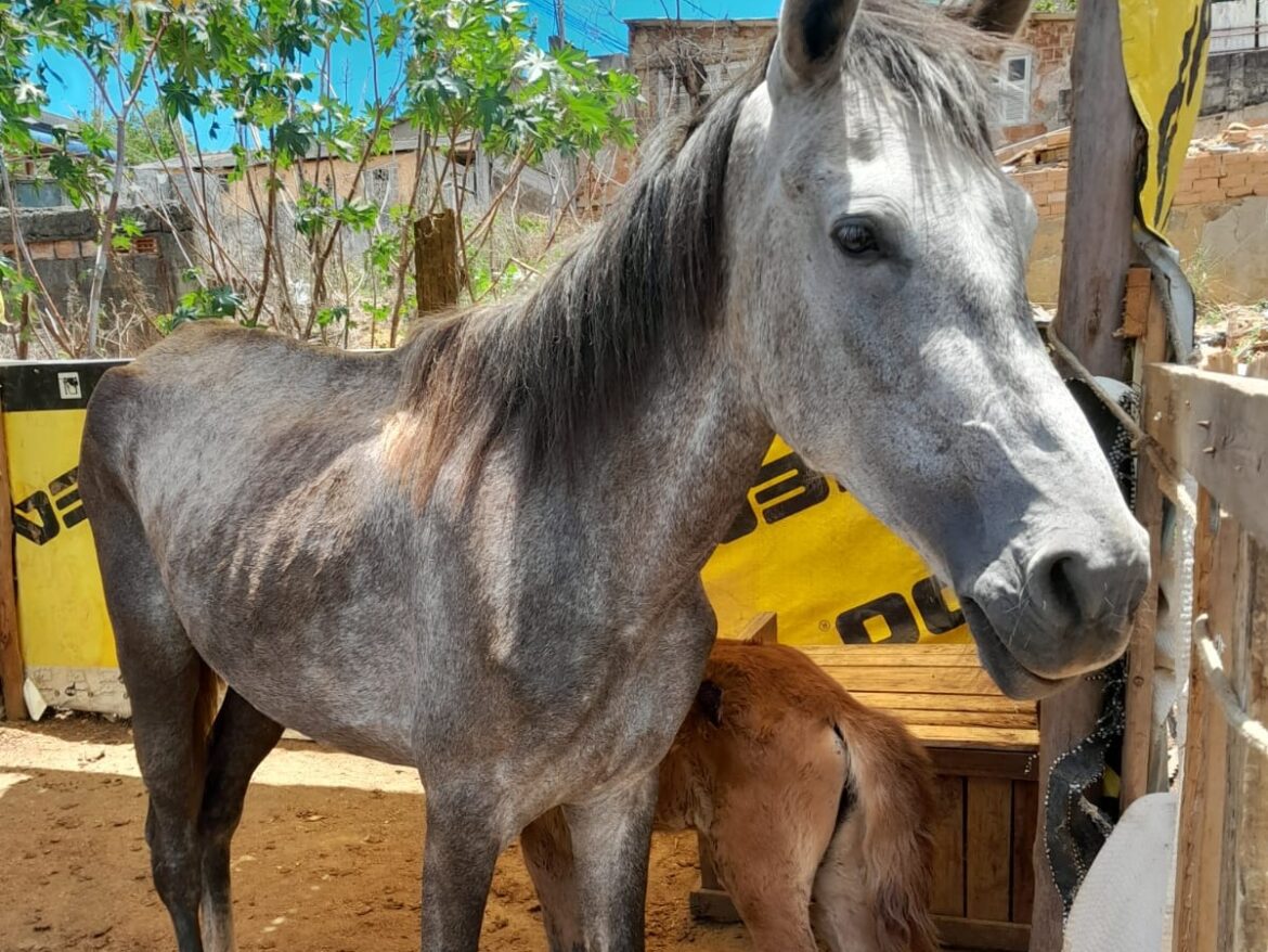 Resgate animail em Viana: Programa de bem-estar animal, “É o Bicho!” e a Guarda Civil regataram égua vivendo em situação de maus-tratos.