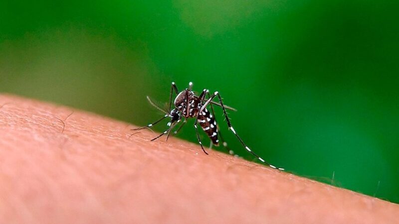 Vinte municípios capixabas receberão as primeiras doses de vacina contra dengue