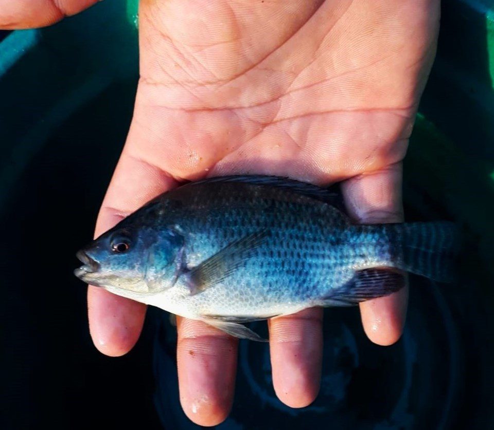 Unidade experimental de aquaponia é entregue à comunidade de pescadores de Aracruz