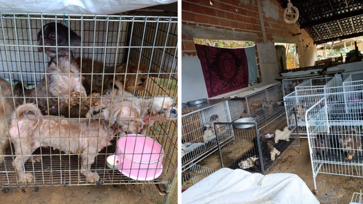Mais de 140 Cães Resgatados pela Polícia em Canil Irregular no ES