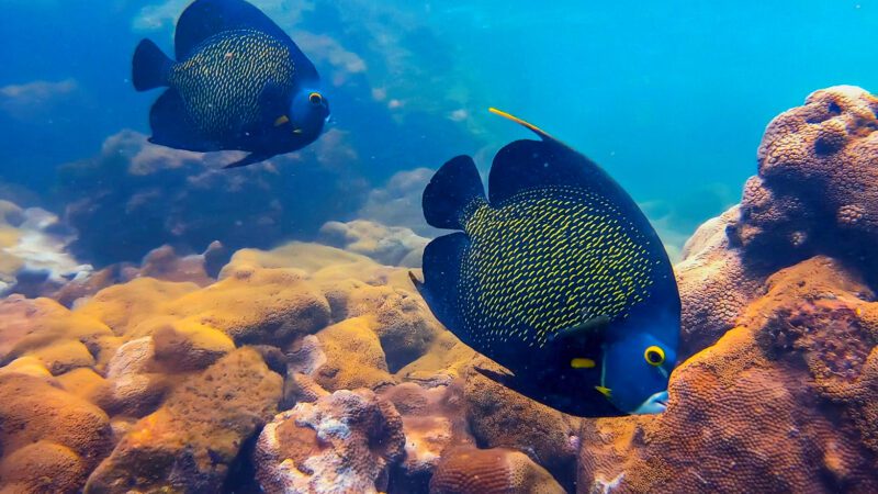 Com aprovação do Senado, Guarapari é estabelecida como a capital nacional da biodiversidade marinha