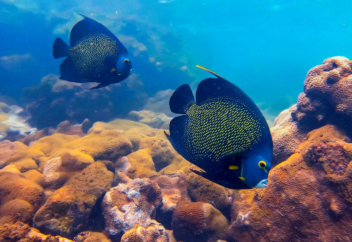 Com aprovação do Senado, Guarapari é estabelecida como a capital nacional da biodiversidade marinha