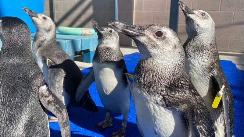 Resgatados no ES, Pinguins em estado crítico recebem fisioterapia para voltarem ao mar