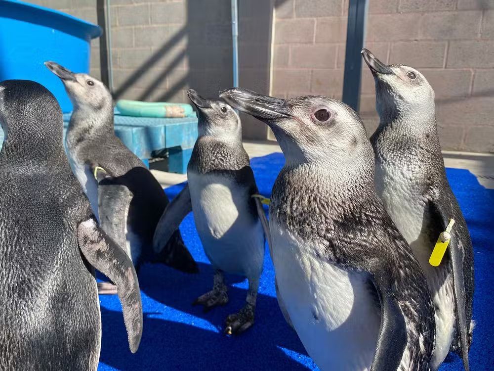 Resgatados no ES, Pinguins em estado crítico recebem fisioterapia para voltarem ao mar