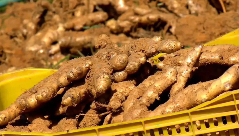 Emenda de Vandinho vai beneficiar os produtores de gengibre da Região Serrana